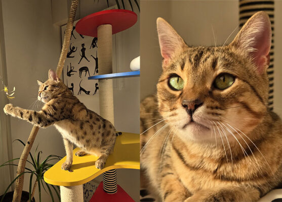 provisual engine nang cao chat luong anh tren galaxy s25 5g